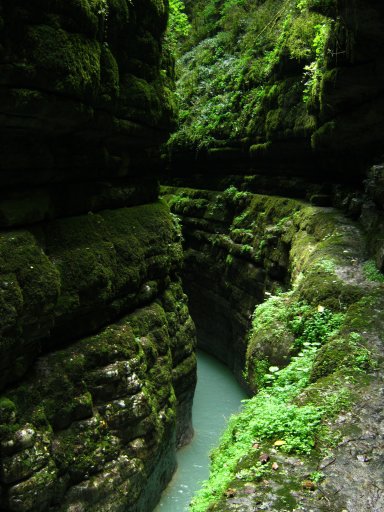 Панорама каньона (Цандрипшский каньон и самшитовый лес)