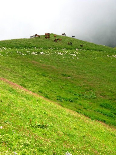 Туры по Абхазии, Альпийские луга, Животные